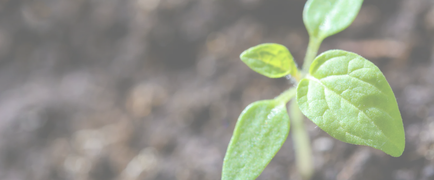 Agriculture and AgTech: a green seedling sprouting from dark, freshly tilled soil